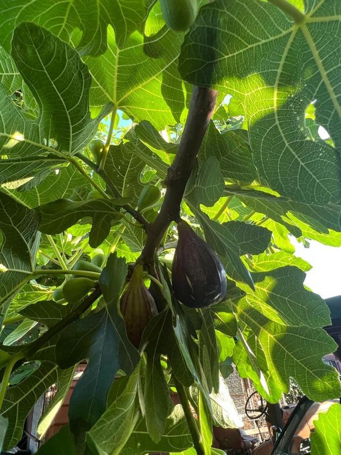Agriturismo Il Giardino Degli Olivi Appartamenti Castiglione della Pescaia Eksteriør bilde