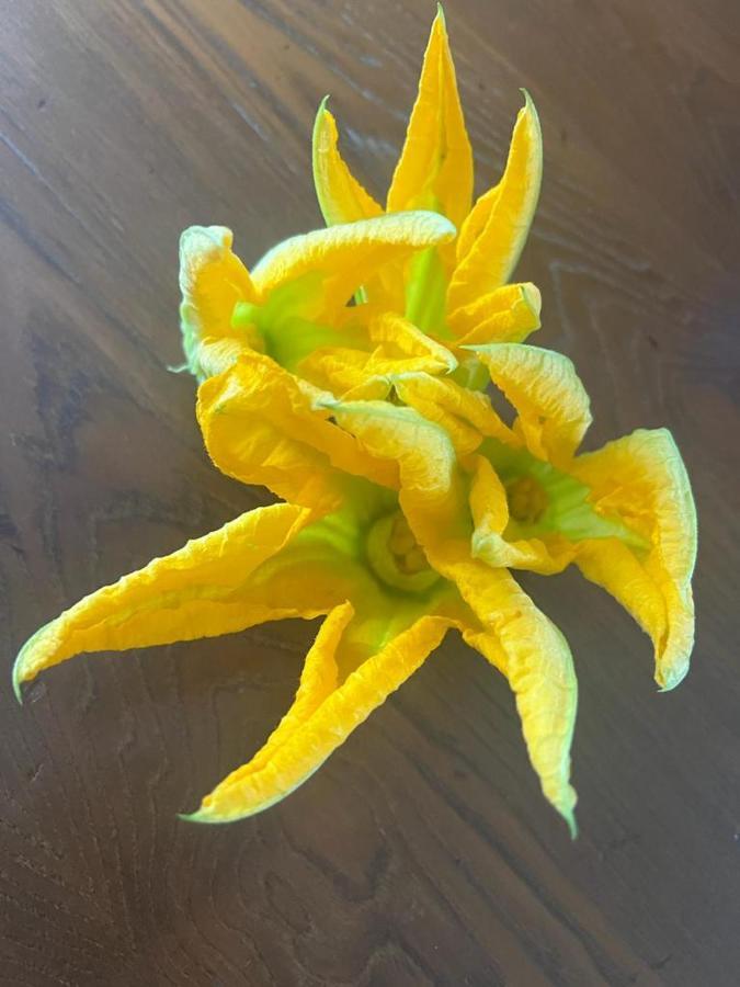 Agriturismo Il Giardino Degli Olivi Appartamenti Castiglione della Pescaia Eksteriør bilde