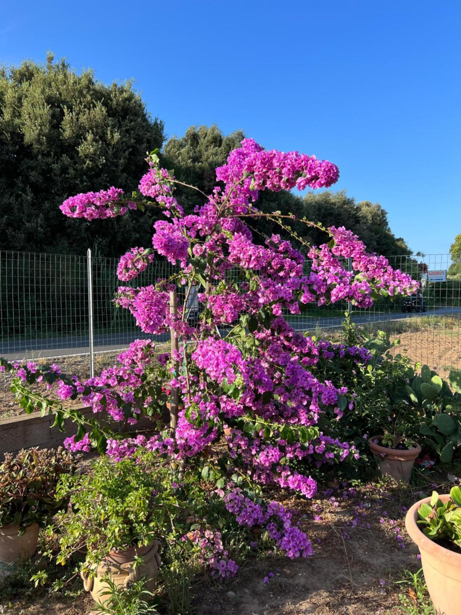 Agriturismo Il Giardino Degli Olivi Appartamenti Castiglione della Pescaia Eksteriør bilde